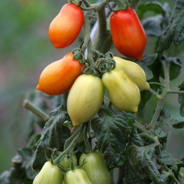 Solanum lycopersicum San Marzano 2 - Tomate, Pomme d'amour
