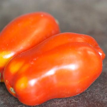 Tomate San Marzano 2