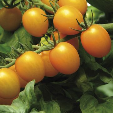 Tomate cherri Star Gold
