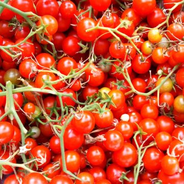 Tomate cherri Sweet Million