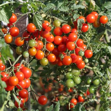 Tomate cherri Sweetbaby Bio - Ferme de Sainte Marthe