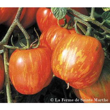 Tomate Tigerella bicolore
