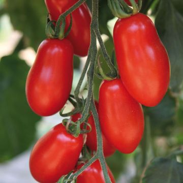 Tomate cherri Trilly