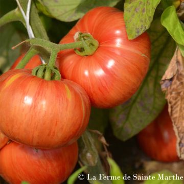 Tomate Vintage wine