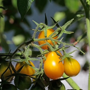 Solanum lycopersicum Yellow Pearshaped (Poire Jaune) - Tomate-cerise, Pomme d'amour