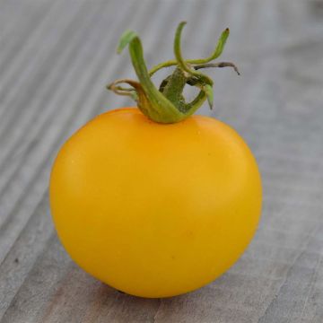 Tomate Yellow Perfection