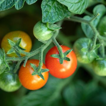 Tomate cherri