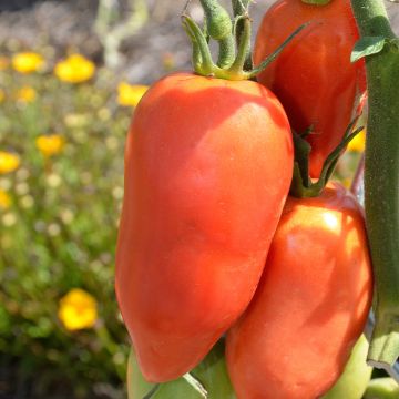 Tomate Andine Cornue Biologique