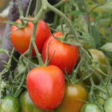 Tomate de Berao