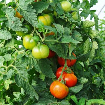 Lycopersicum esculentum Faworyt - Tomate