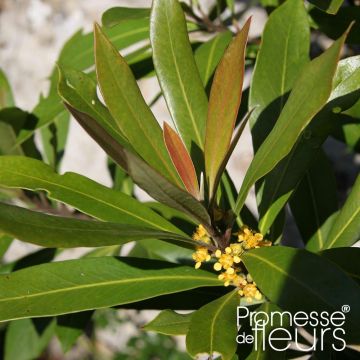 Tristaniopsis laurina - Gomero de agua