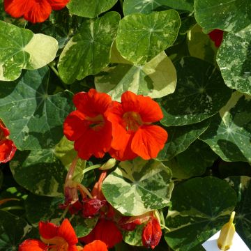Capuchina Alaska Scarlet