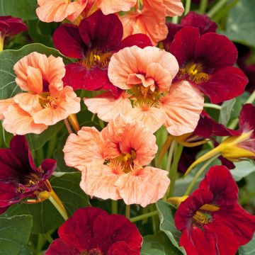 Capuchina enana Rumba mix