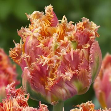 Tulipán dentado Esprit