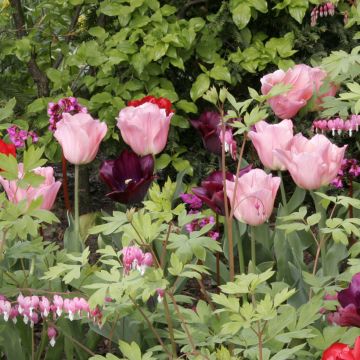 Tulipán Triunfo Beauty Queen