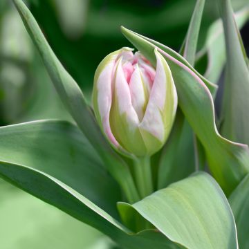 Tulipán doble de flor temprana Flashpoint