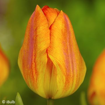 Tulipán simple de flor temprana Generaal De Wet