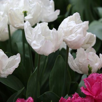 Tulipa Triomphe 'Rejoyce'