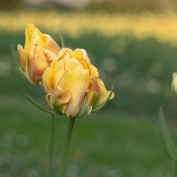 Tulipán Viridiflora Golden Artist