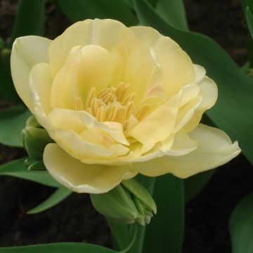 Tulipán doble de flor tardía Apricot Angelique