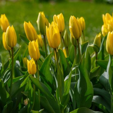 Tulipán Triunfo Bellona