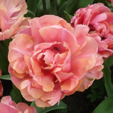 Tulipán doble de flor tardía Britt