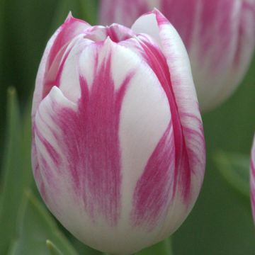 Tulipán Triunfo Caramba