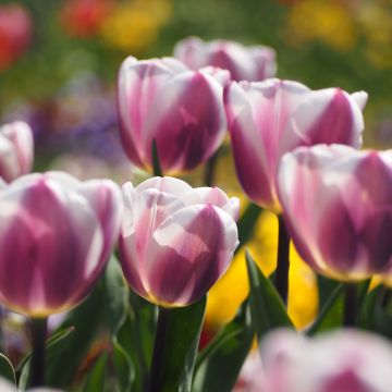 Tulipán híbrido Darwin Royal Pride