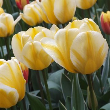 Tulipán híbrido Darwin Jaap Groot