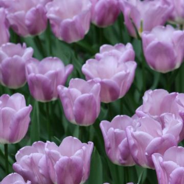 Tulipán Triunfo Magic Lavender