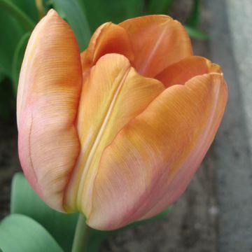Tulipán simple de flor tardía Malaika