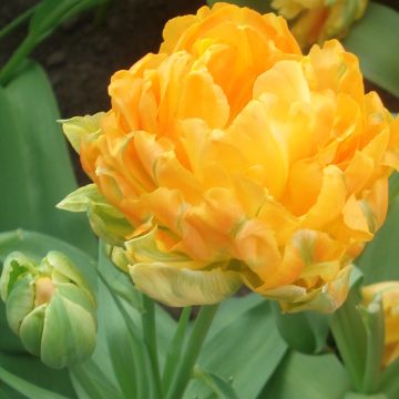 Tulipán doble de flor temprana Orca