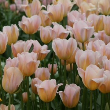 Tulipán Triunfo Peace Flame