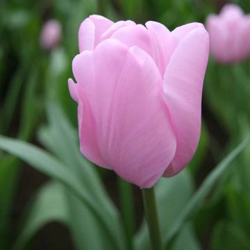 Tulipán simple de flor tardía Pink Diamond