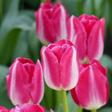Tulipán Triunfo Amsterdam