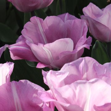 Tulipán Triunfo Carré