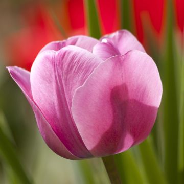Tulipán Triunfo Dreaming Maid