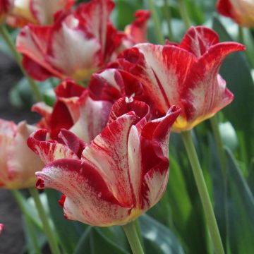 Tulipán Triunfo Flaming Crown
