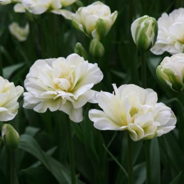 Tulipán doble de flor tardía White Touch