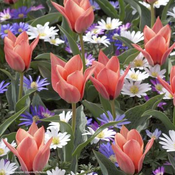 Tulipán Kaufmanniana Fritz Kreisler