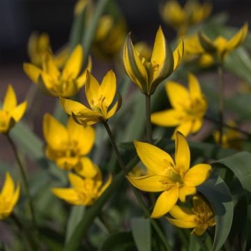Tulipa neustruevae - Tulipan botánico
