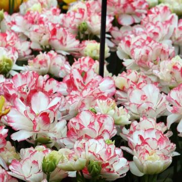 Tulipán doble de flor tardía Cartouche