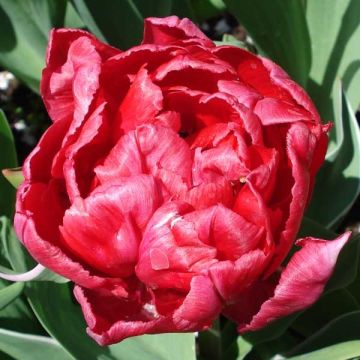 Tulipán doble de flor temprana Eternal Flame