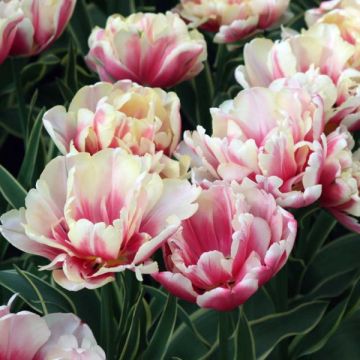 Tulipán doble de flor tardía Toplips