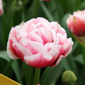 Tulipán doble de flor tardía Gerbrandt Kieft