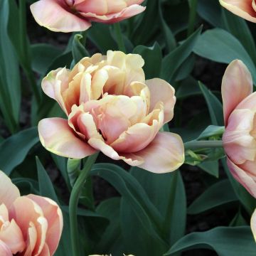 Tulipe Double La Belle Epoque