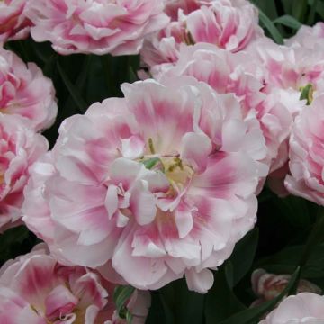 Tulipán doble de flor temprana Melrose