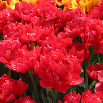 Tulipán doble de flor tardía Estatic