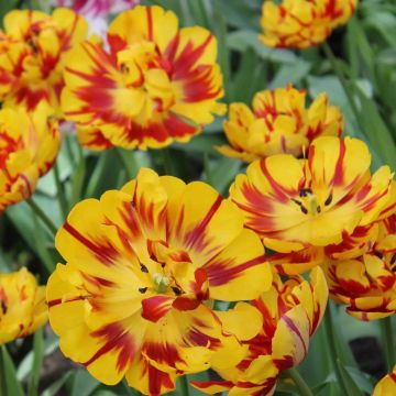 Tulipán doble de flor tardía Nizza