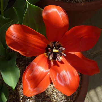 Tulipa fosteriana 'Princeps'